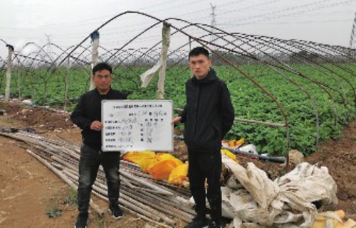 圖為安華農險工作人員在地頭對馬鈴薯目標價格保險進行驗標。安華農險棗莊市中心支公司/供圖