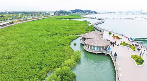 圖為廈門市翔安區(qū)下潭尾紅樹林公園。新華社