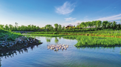 鴨鵝在準(zhǔn)能集團(tuán)生物多樣性公園里恣意暢游。